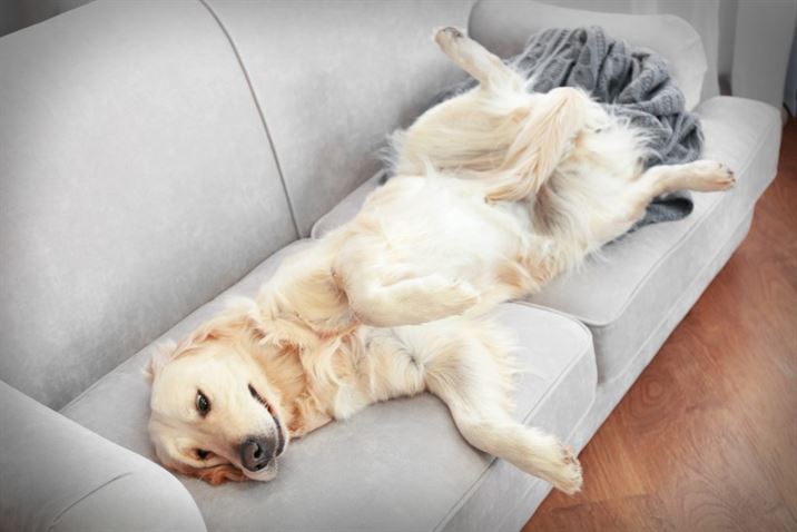 Residential cleaning service provided by Cleanie